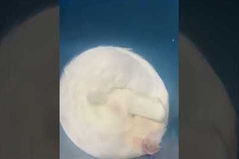 White Kitty Takes A Cat Nap In Bucket