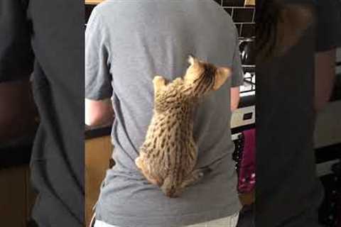 Cute Cats Jump On Pet Parent's During Breakfast!