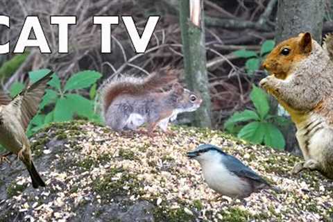 Birds and Squirrels in a Canadian Forest - 10 Hour CAT TV - July 19, 2023