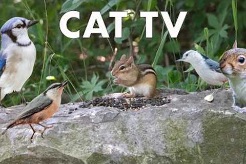 Birds, Squirrels and Chipmunks at a Canadian Conservation Area - 10 Hour CAT TV - July 20, 2023