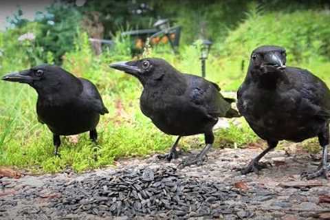 Ravens and Chipmunks in a Scenic Garden - 10 Hour Video for Pets - July 21, 2023