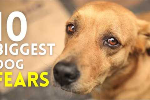 Top 10 Fears Dogs Can't Hide: Help Your Dog Overcome Their Fears!