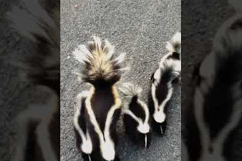 ADORABLE Skunk Family Says Hello to Biker!