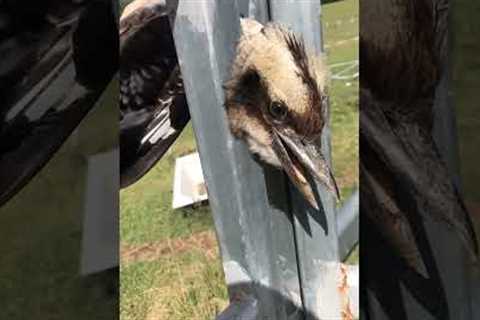 Amazing Woman Rescue Koopaburra From Fence!