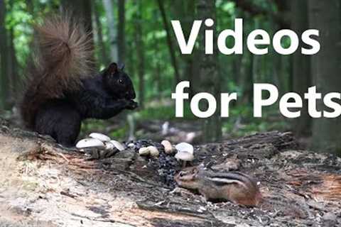 Squirrels, Chipmunks and Blue Jays in a Peaceful Forest - 10 Hour CAT TV - July 24, 2023