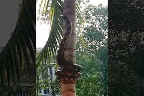 WILDLY LARGE Snake Climbs Palm Tree!