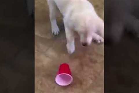 Hilarious Golden Retriever Puppy Gets Scared of Red Solo Cup!