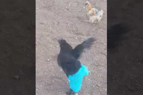 Funny Chicken Struts in Blue Jeans!