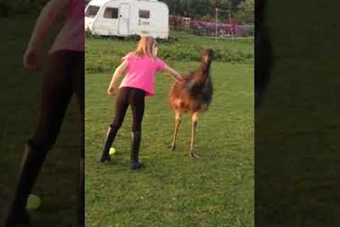 Adorable Emu Plays Fetch with BFF!