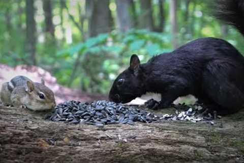 Dinner Date in the Forest - 10 Hours of Black Squirrels, Chipmunks and Friends - July 26, 2023