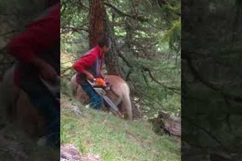 Hero Rescues Beautiful Horse From Tree!