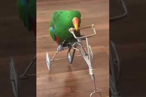 Funky Parrot Goes For A Bike Ride!