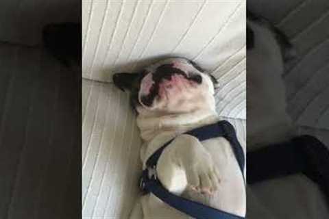 Sleepy French Bulldog Snores During Naptime!