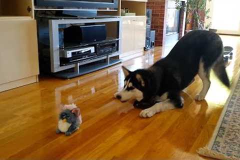 FUNNIEST Huskies 🤣 | 15 Minutes Best Videos