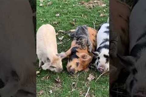 Hilarious Cat Naps on Pigs' Backs!