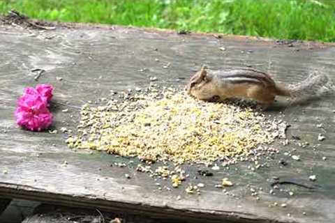 Sunday Morning Brunch for Hungry Chipmunks - 10 Hour Video for Pets - July 30, 2023