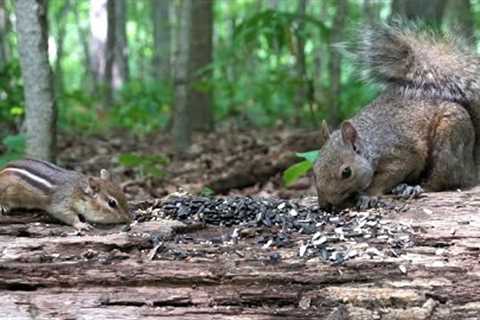 10 Hours of Animals in the Forest - Chipmunks, Birds and Squirrels on CAT TV - July 31, 2023