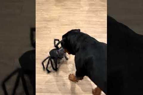 Funny Puppy Dressed Like a Spider Chases Big Dog!