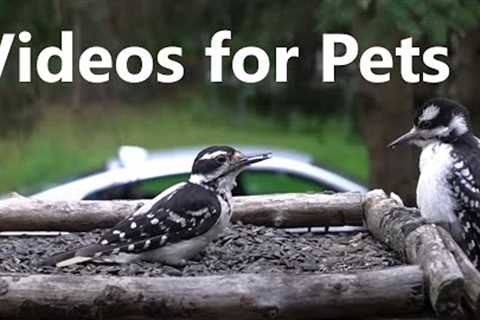 10 Hour Video for Pets and People - Woodpeckers, Cardinals, Doves and More! - Aug 02, 2023