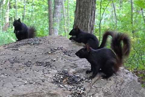 Black Squirrels, Chipmunks and Forest Friends - 10 Hour CAT TV - Aug 03, 2023