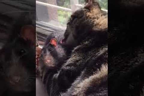 Adorable Cat and Rat Become BFFs