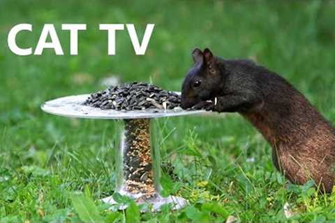 10 Hour CAT TV - Sunday Morning Brunch for Backyard Squirrels - Aug 06, 2023