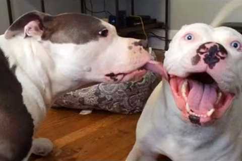 Any problems, dude! Funny videos with Pitbull dogs 🐶