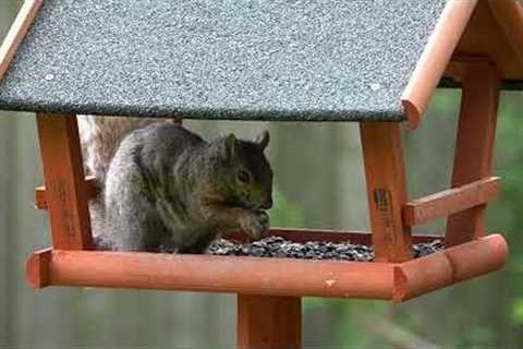 10 Hour Video for Pets - Birds and Squirrels at the Backyard Feeder - Aug 07, 2023