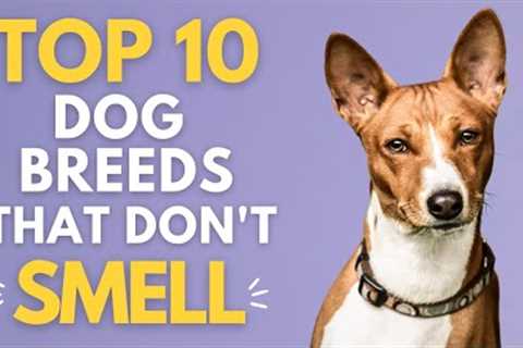 Top 10 Dog Breeds That Don't Smell: Stink-Free Dogs! 👃🏼💩