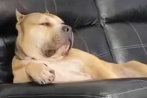 Dog Gives Epic Side Eye 😂 Funniest Dogs Video!