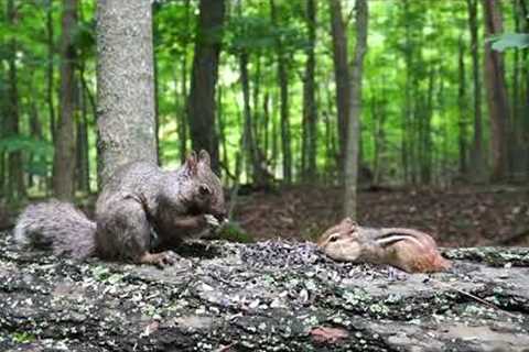 10 Hour CAT TV - Dinner Date in the Forest with Chipmunks and Squirrels - Aug 08, 2023