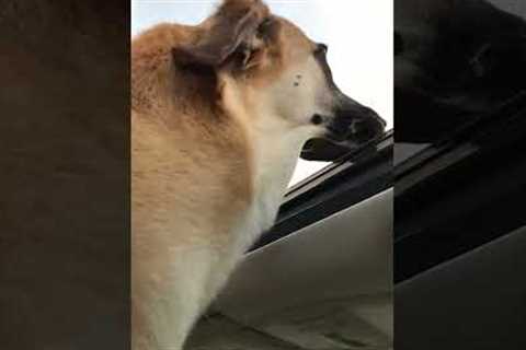 Hilarious Dog Loves Sticking Head Out of Car Window!