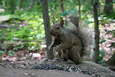 10 Hour Video for Pets - Birds, Squirrels and Chipmunks in the Forest - Aug 09, 2023