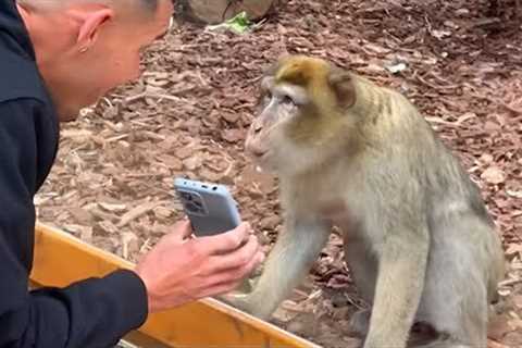 Monkeys Reacting to Magic For The First Time! New Funniest Animals