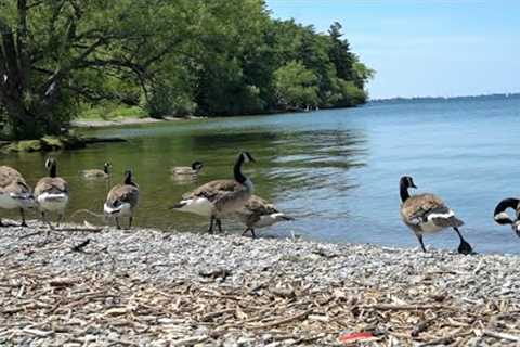 10 Hour Video for Pets and People - Geese and Ducks on a Beautiful Lake - Aug 10, 2023