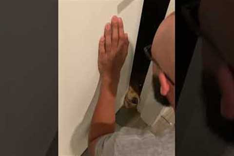 Funny Dog Blocks Pet Parents From Coming Inside!