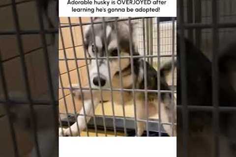 ADORABLE Husky Freaks Out After Learning They're Going to be Adopted!