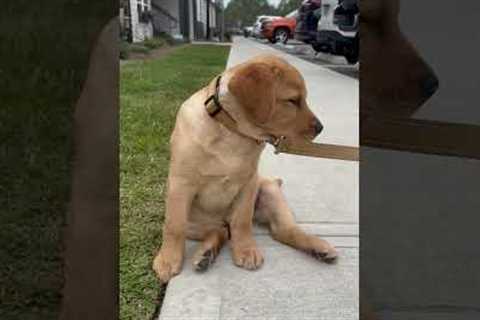 Funny Dog Becomes Drama Queen on Walk!