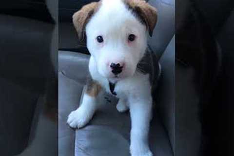 Funny Little Puppy Gets Angry at His Own Hiccups