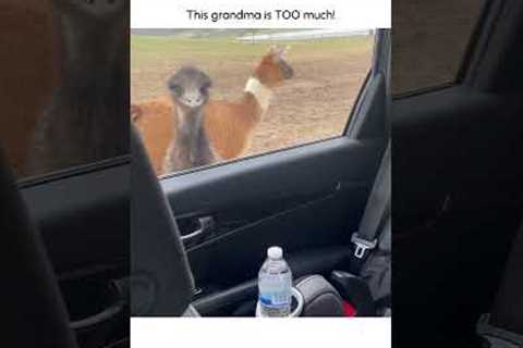 Hilarious Grandma is TERRIFIED on Safari!