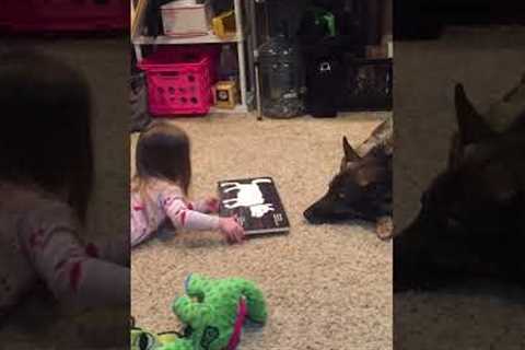 Adorable Dog Enjoys Storytime With Little Girl