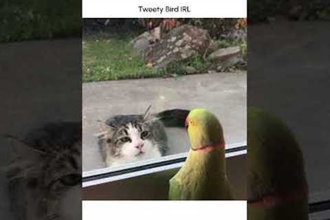 Hilarious Parrot Plays Peek-a-boo with cat!