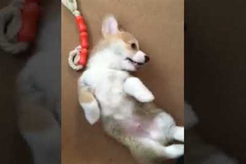 Adorable Corgi Puppy Loves Getting Belly Tickles