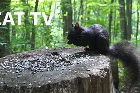 CAT TV - 10 Hour Video for Pets - Black Squirrels and Animals in the Forest - Aug 11, 2023