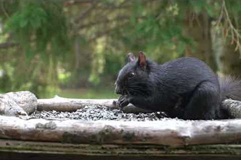 Saturday Morning Cartoons for Pets - 10 Hours of Black Squirrels in the Backyard - Aug 12, 2023