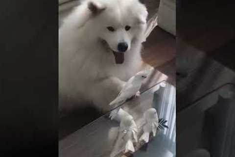 Adorable Cockatiel Hangs Out on Puppy's Paw!