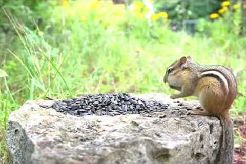 10 Hour CAT TV - Sunday Morning Brunch for Hungry Chipmunks - Aug 13, 2023