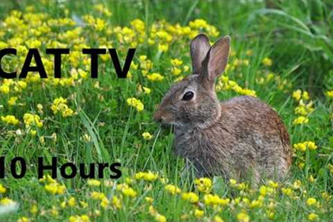 10 Hour CAT TV - Wild Rabbits, Chipmunks, Squirrels and Birds - Aug 14, 2023