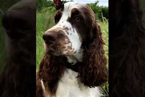 Butterfly Lands on Adorable Pup's Nose!