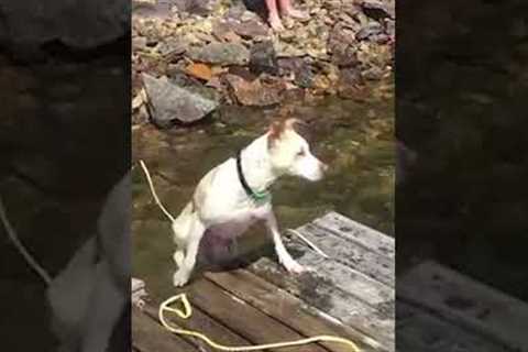 Hilarious Dog Goes Wrong Way When Playing Fetch!